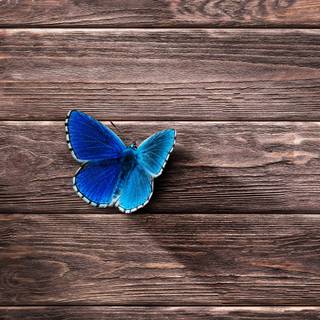 Butterflies 4k wallpaper