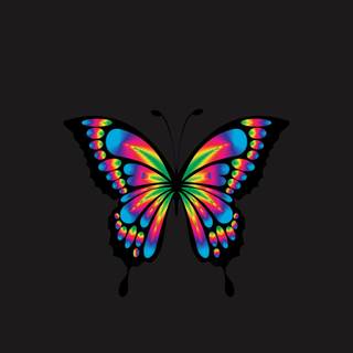 Butterflies 4k wallpaper