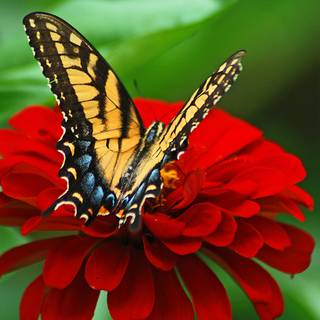 Butterflies 4k wallpaper