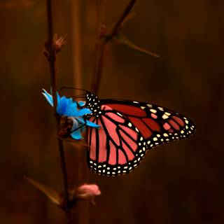 Butterflies 4k wallpaper