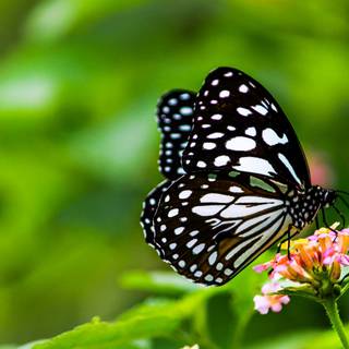 Butterflies 4k wallpaper