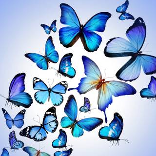 Butterflies 4k wallpaper