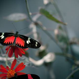 Butterflies 4k wallpaper