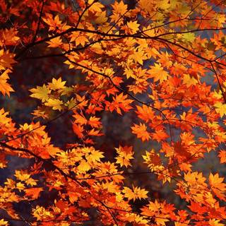 Cozy vibe autumn wallpaper