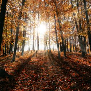 Cozy vibe autumn wallpaper