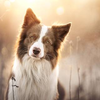 Border Collie 4k wallpaper