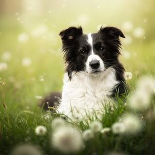 Border Collie 4k wallpaper