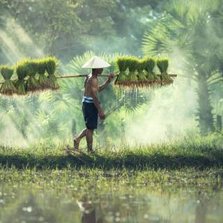 Farmers 4k wallpaper