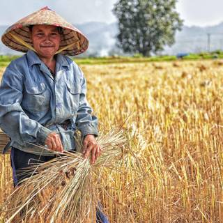 Farmers 4k wallpaper