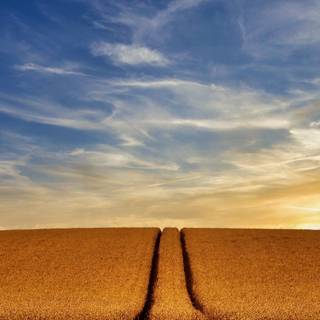 Farmers 4k wallpaper