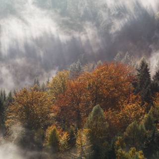 iPhone foggy autumn wallpaper