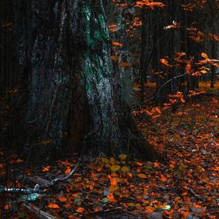 iPhone Pro Max autumn wallpaper