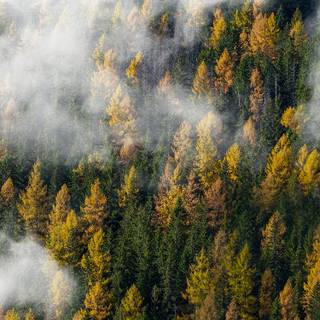 iPhone foggy autumn wallpaper