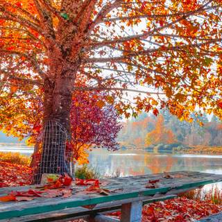 iPhone Pro Max autumn wallpaper