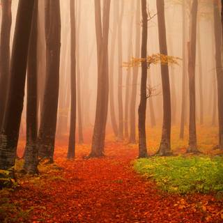 iPhone foggy autumn wallpaper