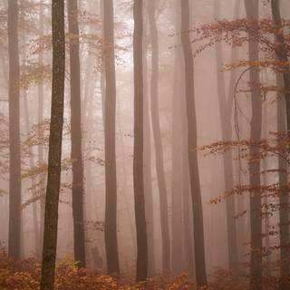 iPhone foggy autumn wallpaper