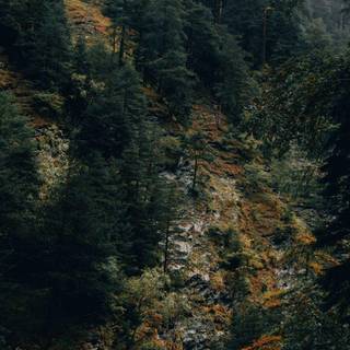 iPhone Pro Max autumn wallpaper