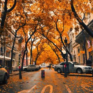 4k iPhone autumn wallpaper