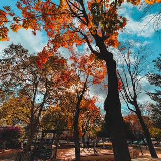 iPhone Pro Max autumn wallpaper