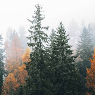 iPhone foggy autumn wallpaper