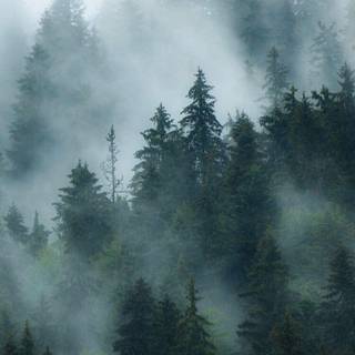 iPhone foggy autumn wallpaper