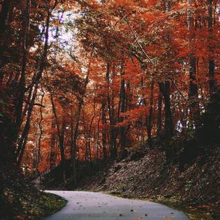 4k iPhone autumn wallpaper