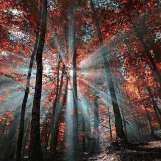 4k iPhone autumn wallpaper