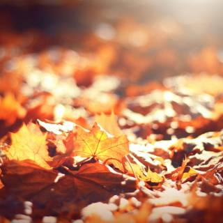 HD autumn aesthetic wallpaper