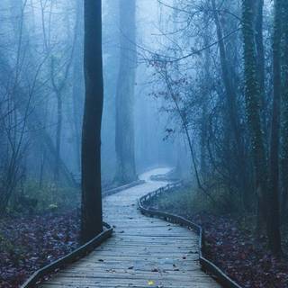 iPhone foggy autumn wallpaper