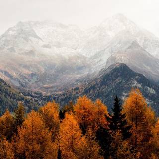 4k iPhone autumn wallpaper