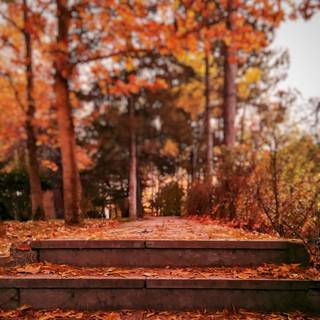 HD autumn aesthetic wallpaper