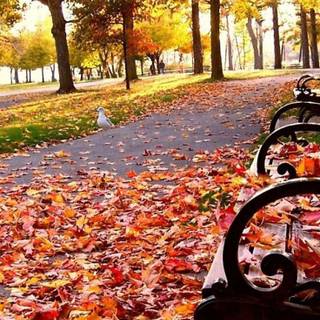 4k iPhone autumn wallpaper