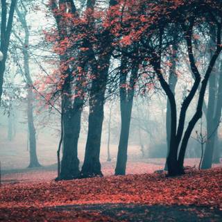 HD autumn aesthetic wallpaper