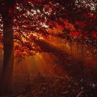 HD autumn aesthetic wallpaper