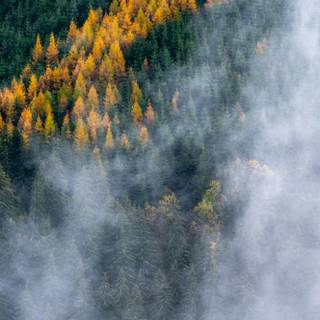 iPhone foggy autumn wallpaper