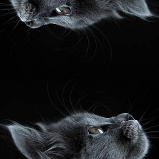 Cat 4k phone wallpaper