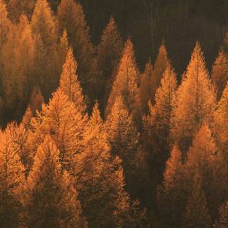 iPhone foggy autumn wallpaper