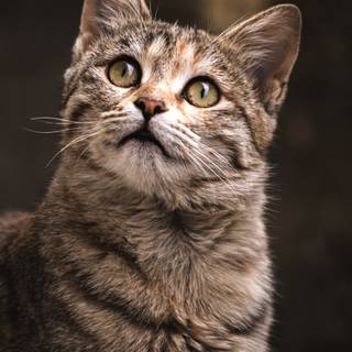 Cat 4k phone wallpaper