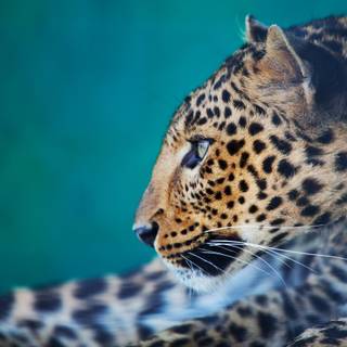 Wild animal 4k wallpaper