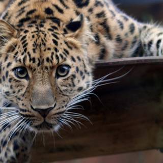 Wild animal 4k wallpaper