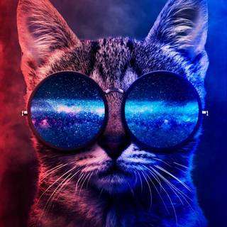 Cat 4k phone wallpaper