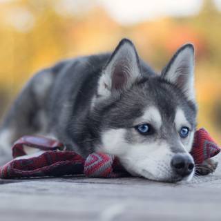 Cute animals 4k wallpaper