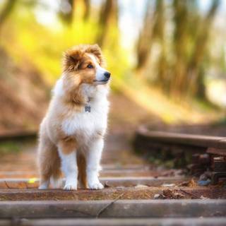 Cute animals 4k wallpaper