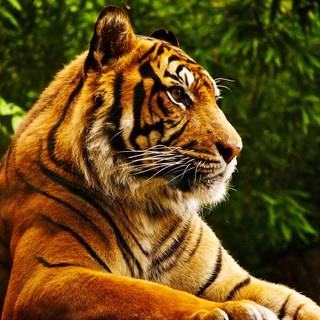 Cute animals 4k wallpaper