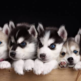 Cute animals 4k wallpaper