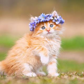 Cute animals 4k wallpaper