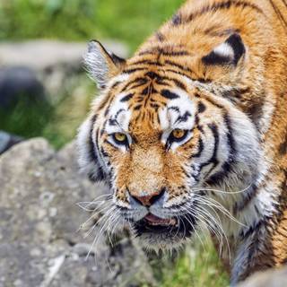 Wild animal 4k wallpaper