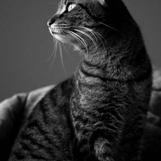 Cat 4k phone wallpaper