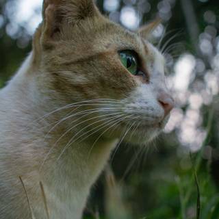 Cat 4k phone wallpaper