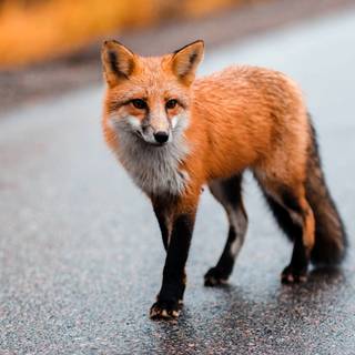 Wild animal 4k wallpaper